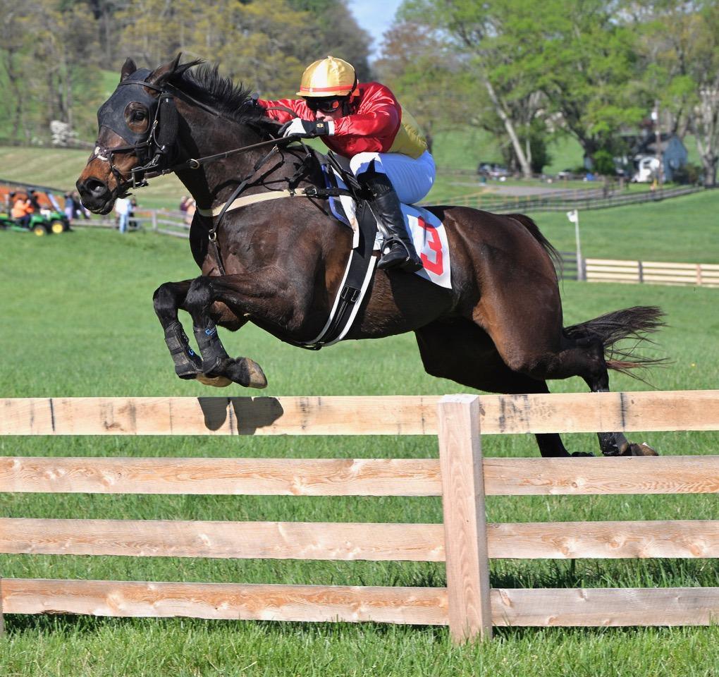 Maryland Hunt Cup - SOTA REP JOE DAVIES