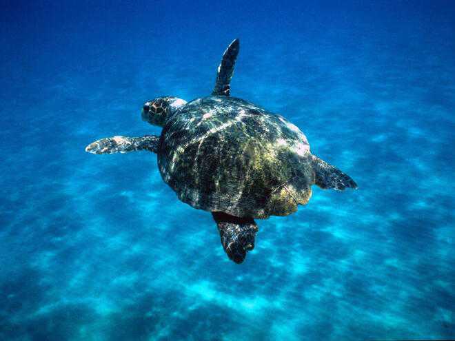 ¡Alerta en Texas! Se duplican los varamientos de tortugas bobas ¡Alerta en Texas! Se duplican los varamientos de tortugas bobas