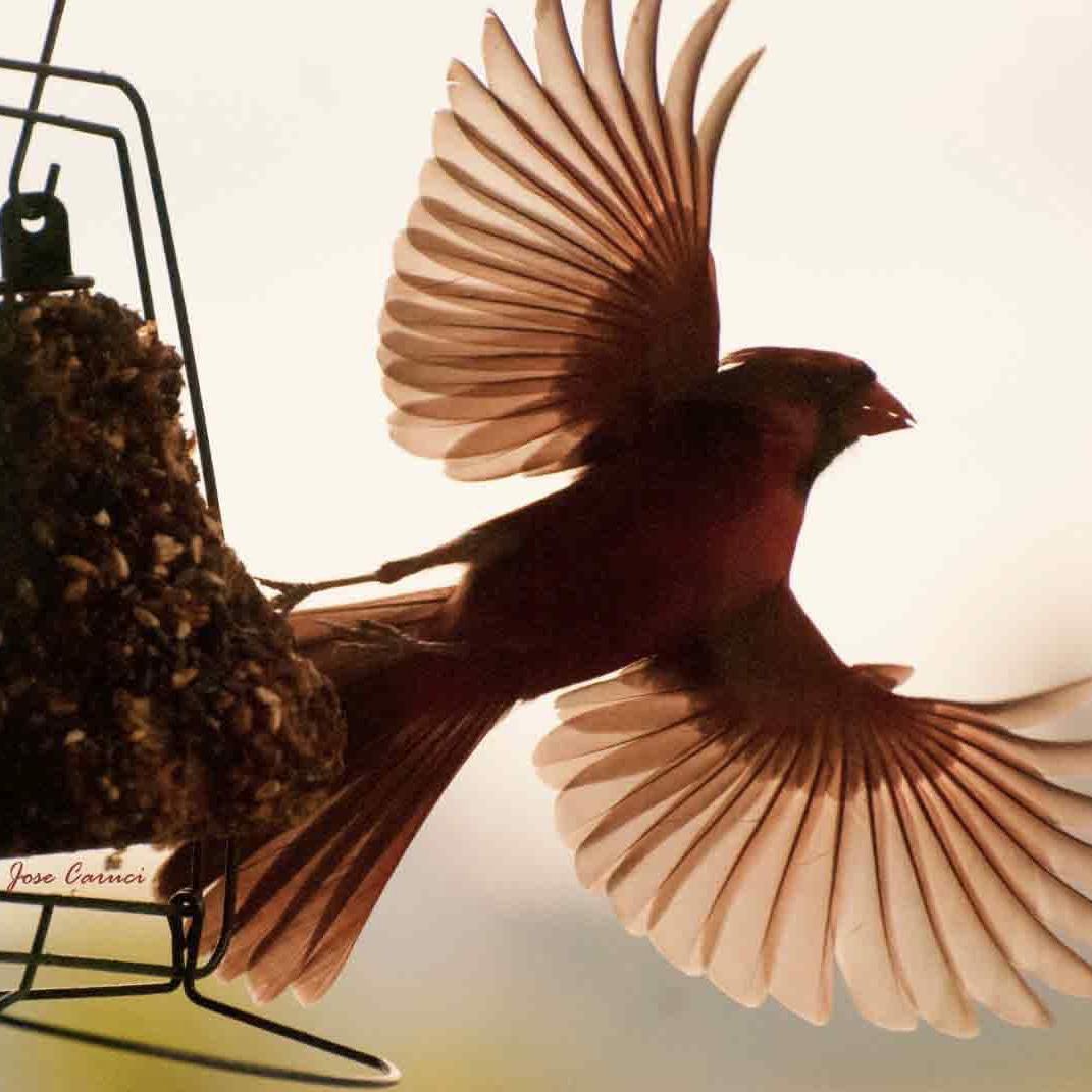 El Cardinalis cardinalis: Símbolo de resiliencia y belleza para la comunidad latina en Kentucky