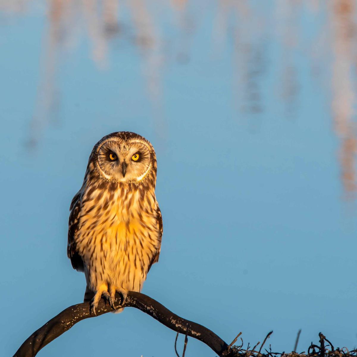 Búhos campestres en Magee Marsh, un humedal para amar