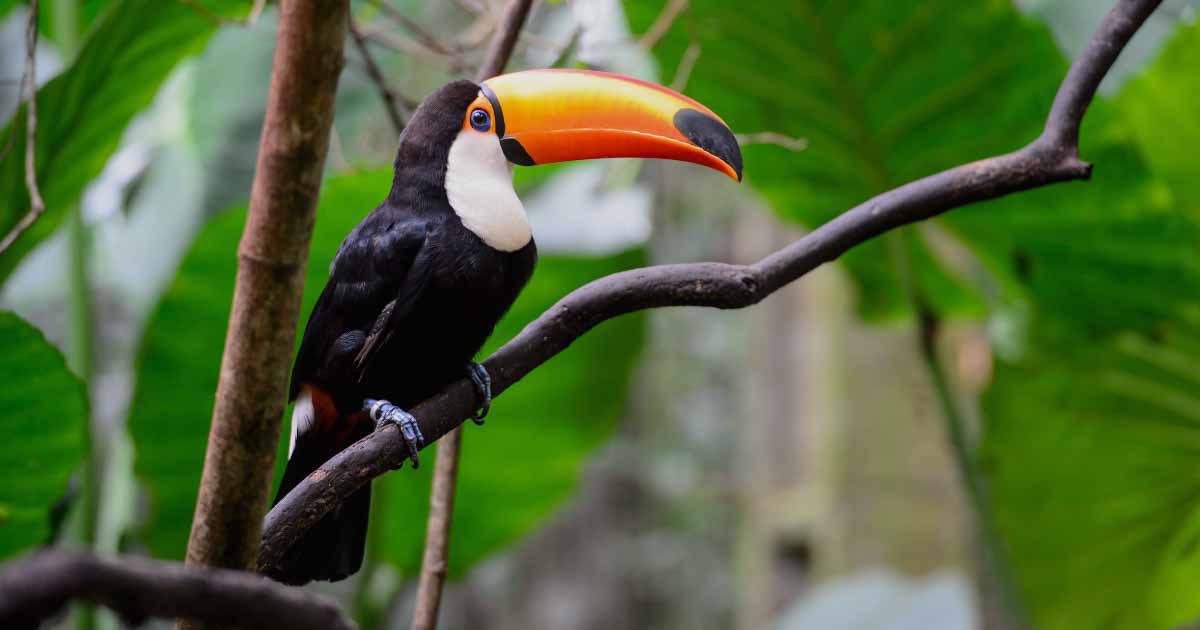 Conservación en Acción: ¿Qué Puedes Hacer por la Biodiversidad?