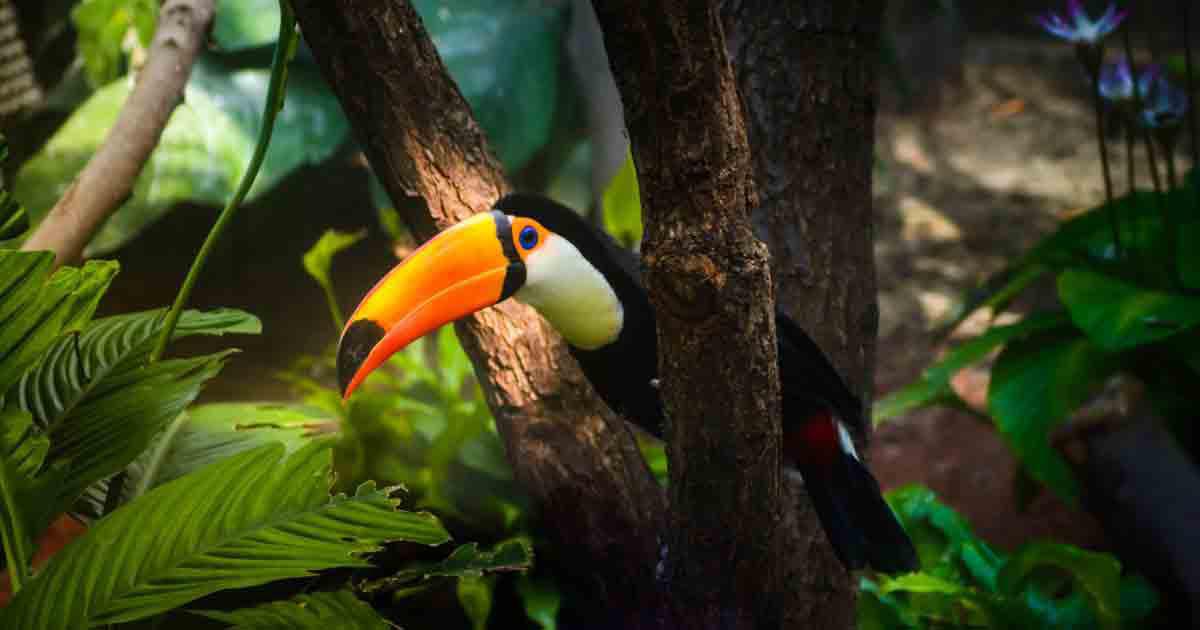 Conservación en Acción: ¿Qué Puedes Hacer por la Biodiversidad? Conservación en Acción: ¿Qué Puedes Hacer por la Biodiversidad?