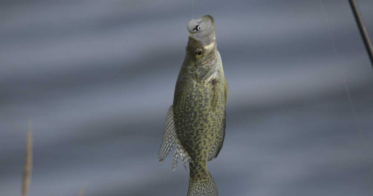 Redescubriendo la Naturaleza en Marsh Fishing Lake and Bait House