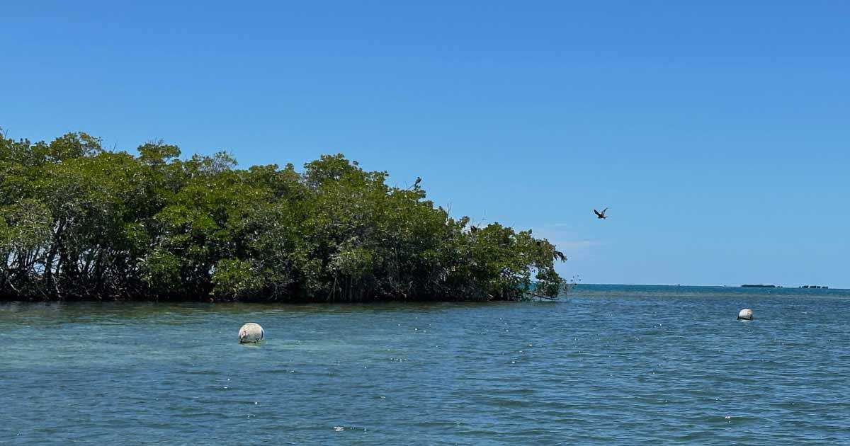 Día 4: El Aire, los Animales y las Plantas
