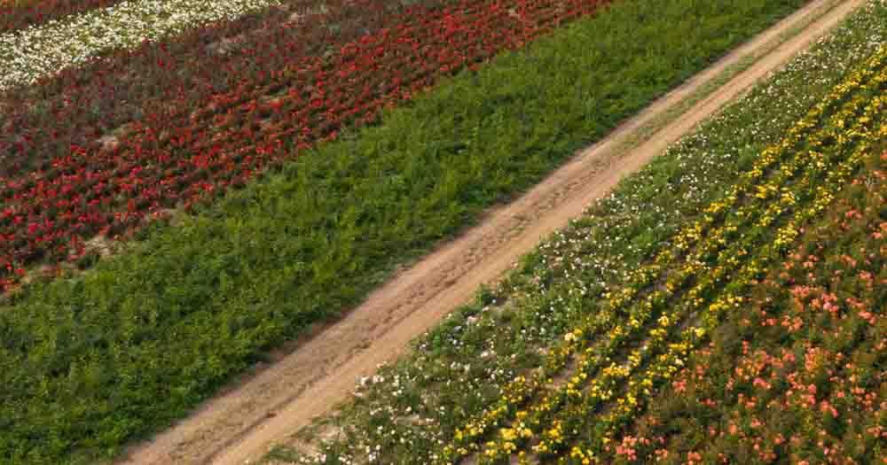 Flores que sanan la Tierra y fortalecen la mente, siembra con intención.