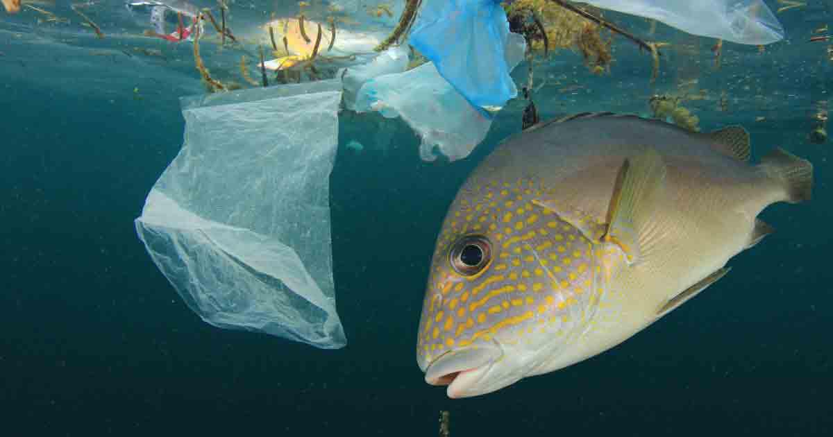  Día Mundial del Ambiente, enfrentando la crisis de la contaminación plástica 