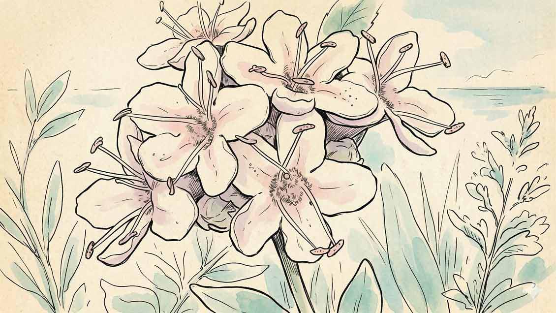 Hablemos de la vida y de las plantas que cuidan nuestra vida