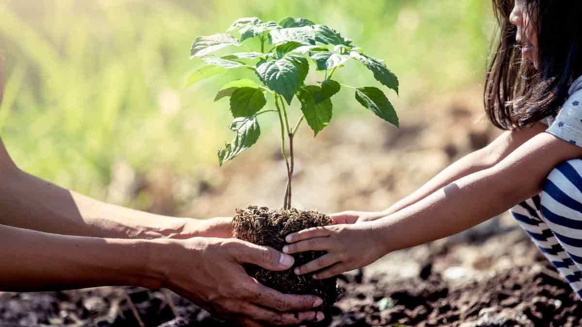 Manejo de árboles en Puerto Rico: Curso práctico