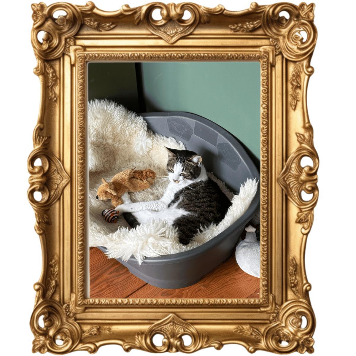 Dit is die van ons! Heb jij ook een lievelingsdier? Dit is die van ons! Heb jij ook een lievelingsdier?