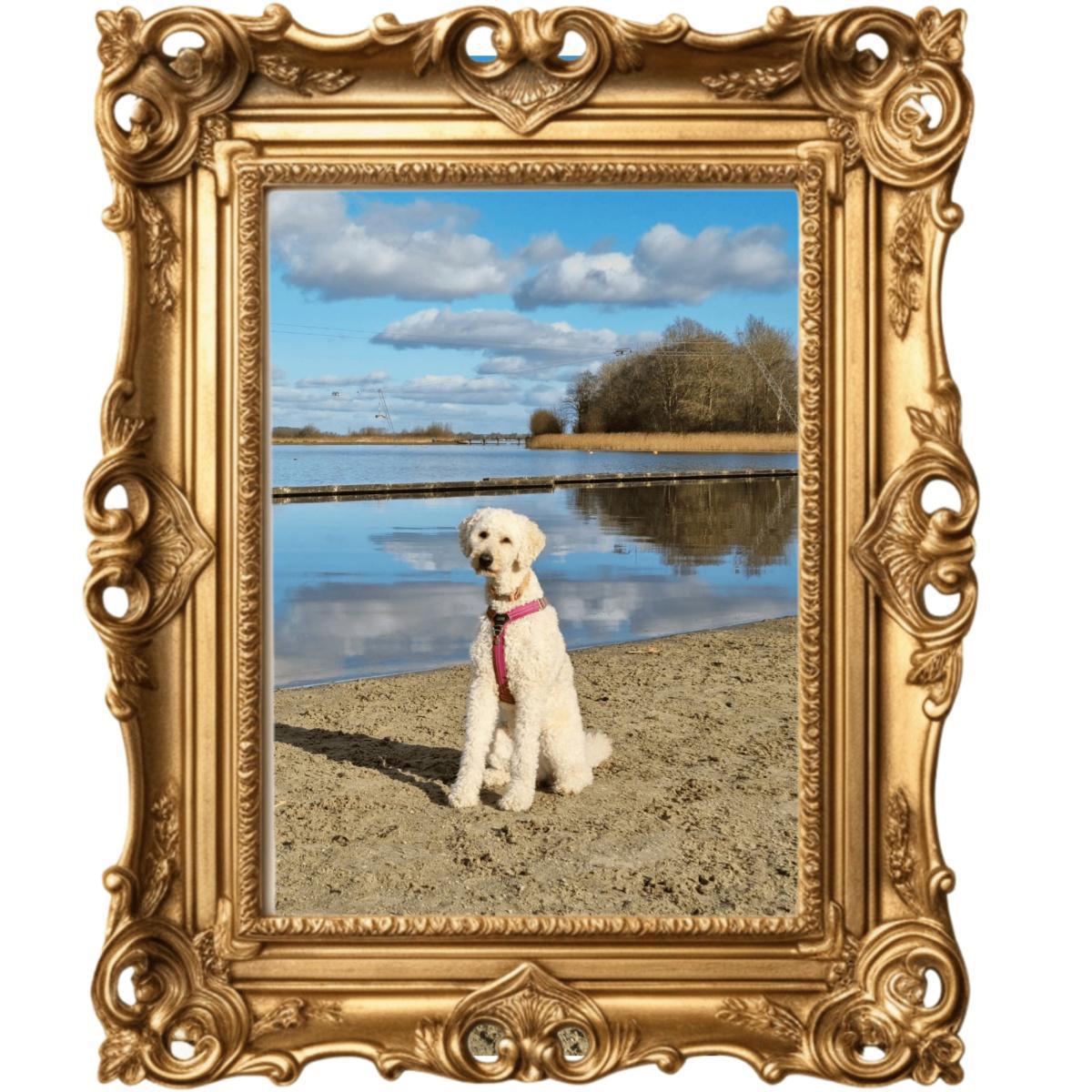 Lievelingsdier Fien (assistentie hond) Lievelingsdier Fien (assistentie hond)