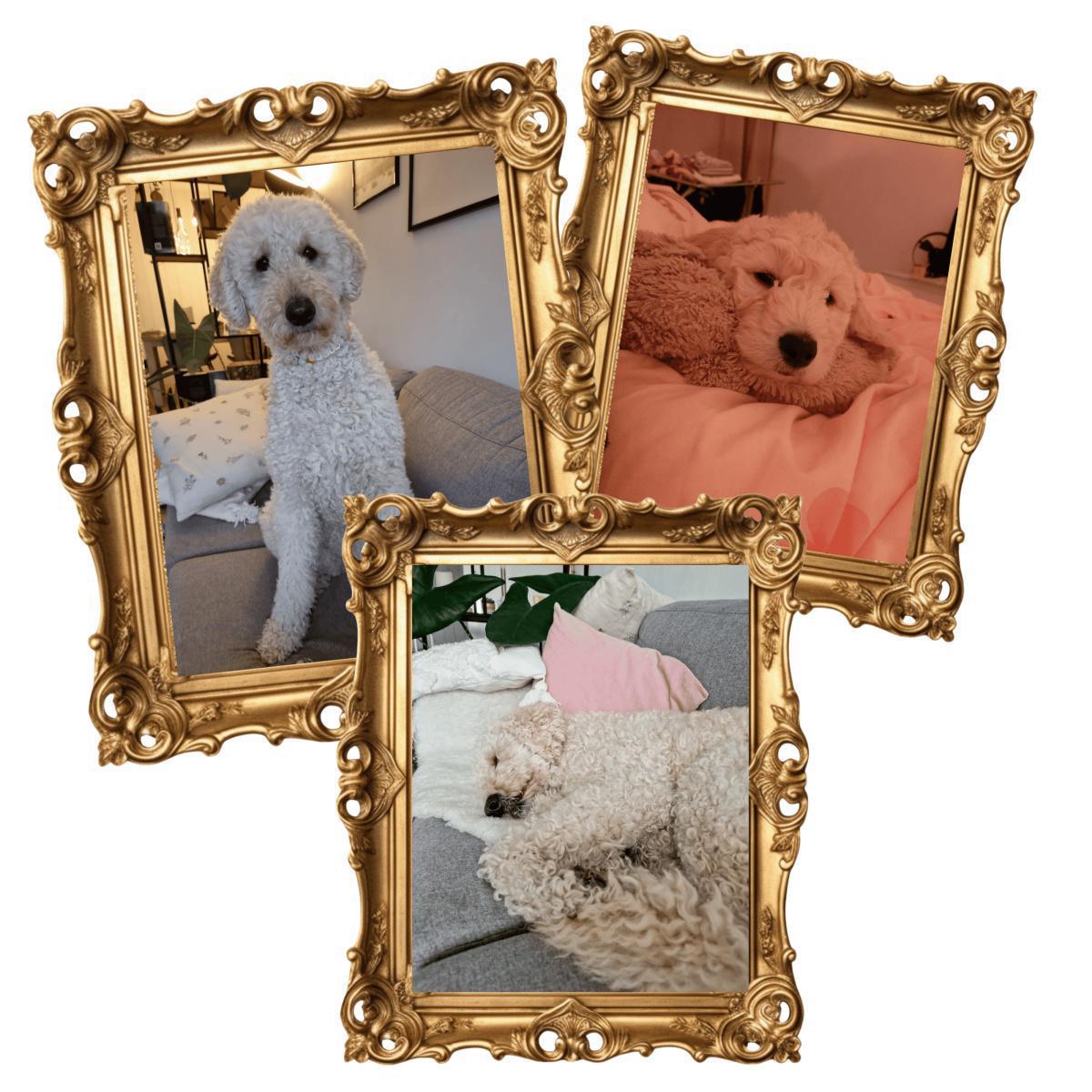 Lievelingsdier Fien (assistentie hond) Lievelingsdier Fien (assistentie hond)