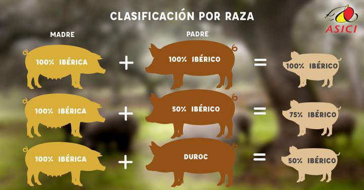 ¿Qué significan las etiquetas del jamón? ¿Qué significan las etiquetas del jamón?
