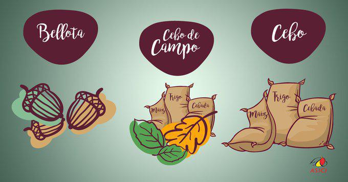 ¿Qué significan las etiquetas del jamón? ¿Qué significan las etiquetas del jamón?