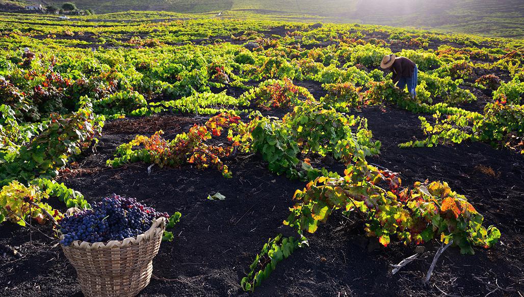 Bodegas Teneguía Bodegas Teneguía
