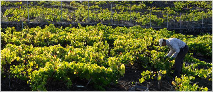 Bodegas Teneguía Bodegas Teneguía