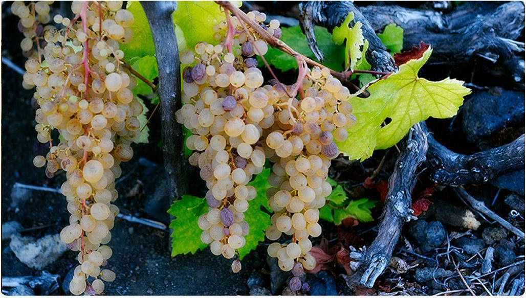 Bodegas Teneguía Bodegas Teneguía