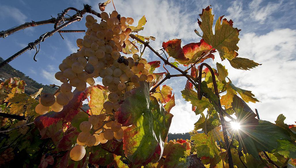 Bodegas Teneguía Bodegas Teneguía