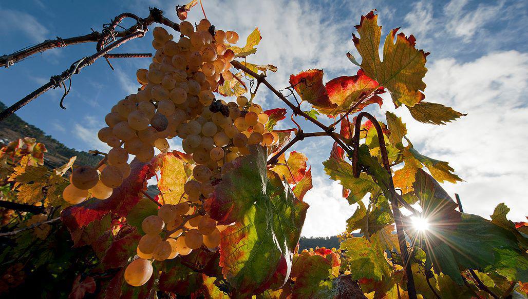 Llanos Negros Llanos Negros