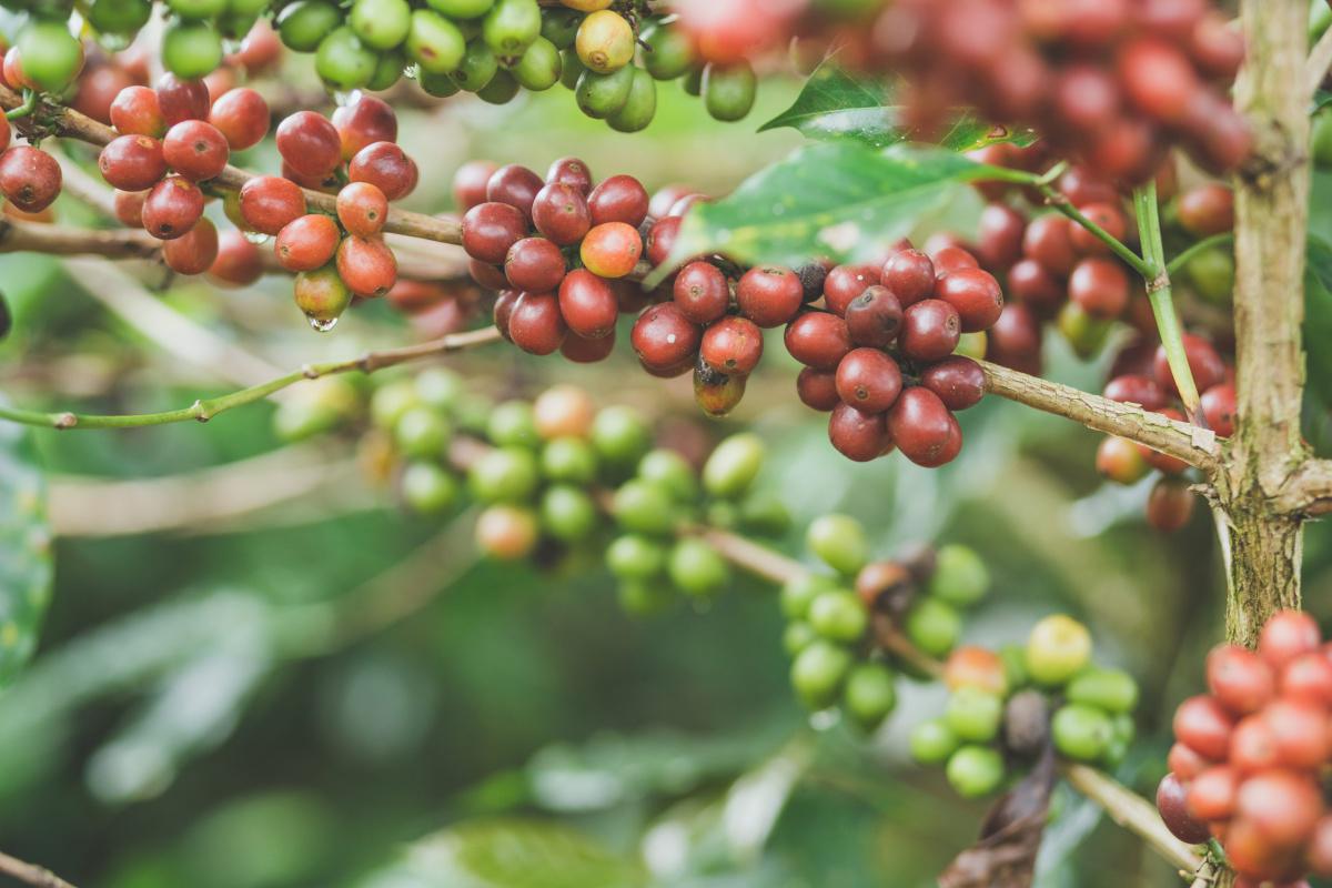 Chanchamayo Descafeinado Chanchamayo Descafeinado