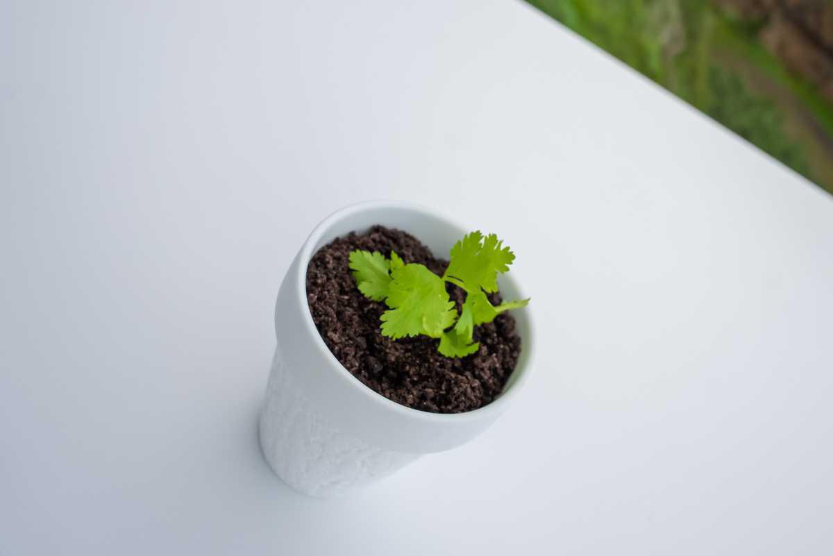 Mousse De Chocolate Blanco Mousse De Chocolate Blanco