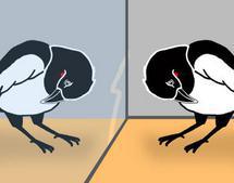 Urracas tratando de quitarse la marca que se han visto en el espejo. Oliver Wrobel. PlosBiology.