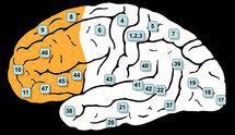 En naranja, corteza prefrontal. Fuente: Wikimedia Commons.