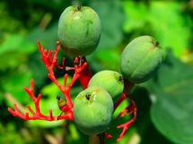Jatropha Podagrica (Gout Stalk) - Sanjay Pindiyath. Suite 101.