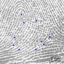 Huella dactilar de un niño de 12 años con los rasgos específicos en azul. Fuente: Universidad de Göttingen.