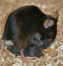 Ratones del experimento. Fuente: Instituto Max Planck.