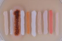 Hongos de la levadura. Imagen: CSIC