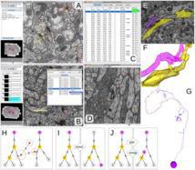Reconstrucción de circuitos neuronales. Fuente: PlosOne.