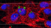 Los nanocompuestos son capaces de penetrar en el interior de las céluas y liberar la proteína terapéutica. Imagen: UAB.