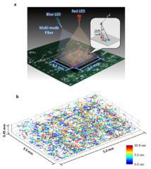 Arriba, esquema del nuevo método de observación. Abajo, la reconstrucción del movimiento de 1.575 gametos. Fuente: Grupo de Investigación Ozcan, de UCLA.