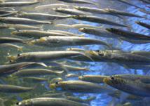 Sardinas en el mar. Imagen: AKphotos. Fuente: StockXchng.