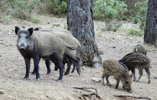 Los investigadores han secuenciado el genoma del cerdo y del jabalí. Imagen: Martin Groenen. Fuente: Universidad de Wageningen.
