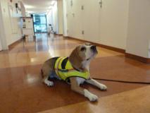 Cliff, el perro detecta-bacterias. Fuente: BMJ/SINC.