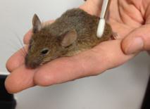 El equipo utilizó un pincel diseñado para simular el tipo de caricias que estos animales pueden sentir Imagen: D. Anderson lab, Caltech. Fuente: SINC.