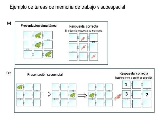 Uno de los ejercicios propuestos a los niños. En uno de los casos, el orden de las ranas es irrelevante. En el otro, es importante cuándo aparecen. Fuente: UGR.