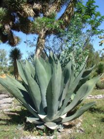 Cada año se acumulan miles de toneladas de residuos de agave en México. Imagen: O'konnors.