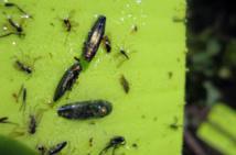 El escarabajo hembra que funciona como señuelo. Imagen: University of Pennsylvania. Fuente: SINC.