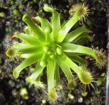La vida se organiza como la energía, acumulando información y perdiéndola de vez en cuando. Imagen: Drosera Stenopetala. Fuente: Wikipedia.