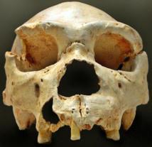 La misma técnica usada para descifrar el ADN del oso de la Sima de los Huesos de Atapuerca podría aplicarse a los restos de una treintena de homínidos antecesores del neandertal hallados en la misma Sima. En la imagen, uno de los restos, bautizado como ‘Miguelón’‎. Imagen: José-Manuel Benito. Fuente: Wikipedia.