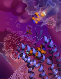El fármaco maraviroc agarrándose a CCR5 en una forma inactiva que previene el VIH de usar el receptor para entrar en las células. Imagen: Beili Wu. Fuente: Academia de las Ciencias de Shanghai (China).