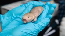 Ratopín rasurado. Imagen: Brandon Vick. Fuente: Universidad de Rochester.