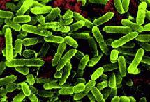 Pseudomonas-aeruginosa