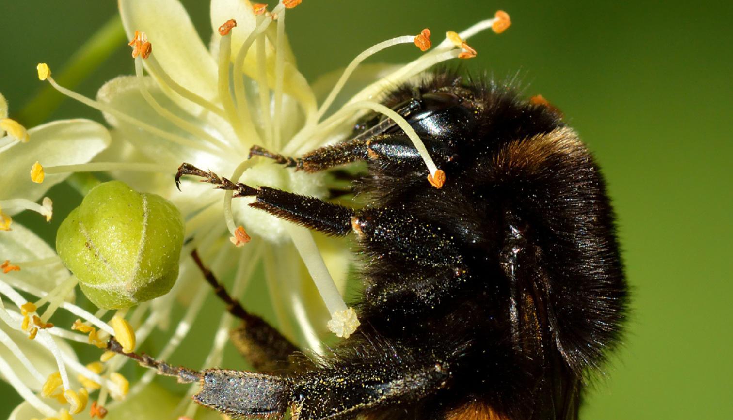 El abejorro común (Bombus terrestris). Imagen:  Ivar Leidus - Trabajo propio. CC BY-SA 4.0. Fuente: Wikimedia Commons.