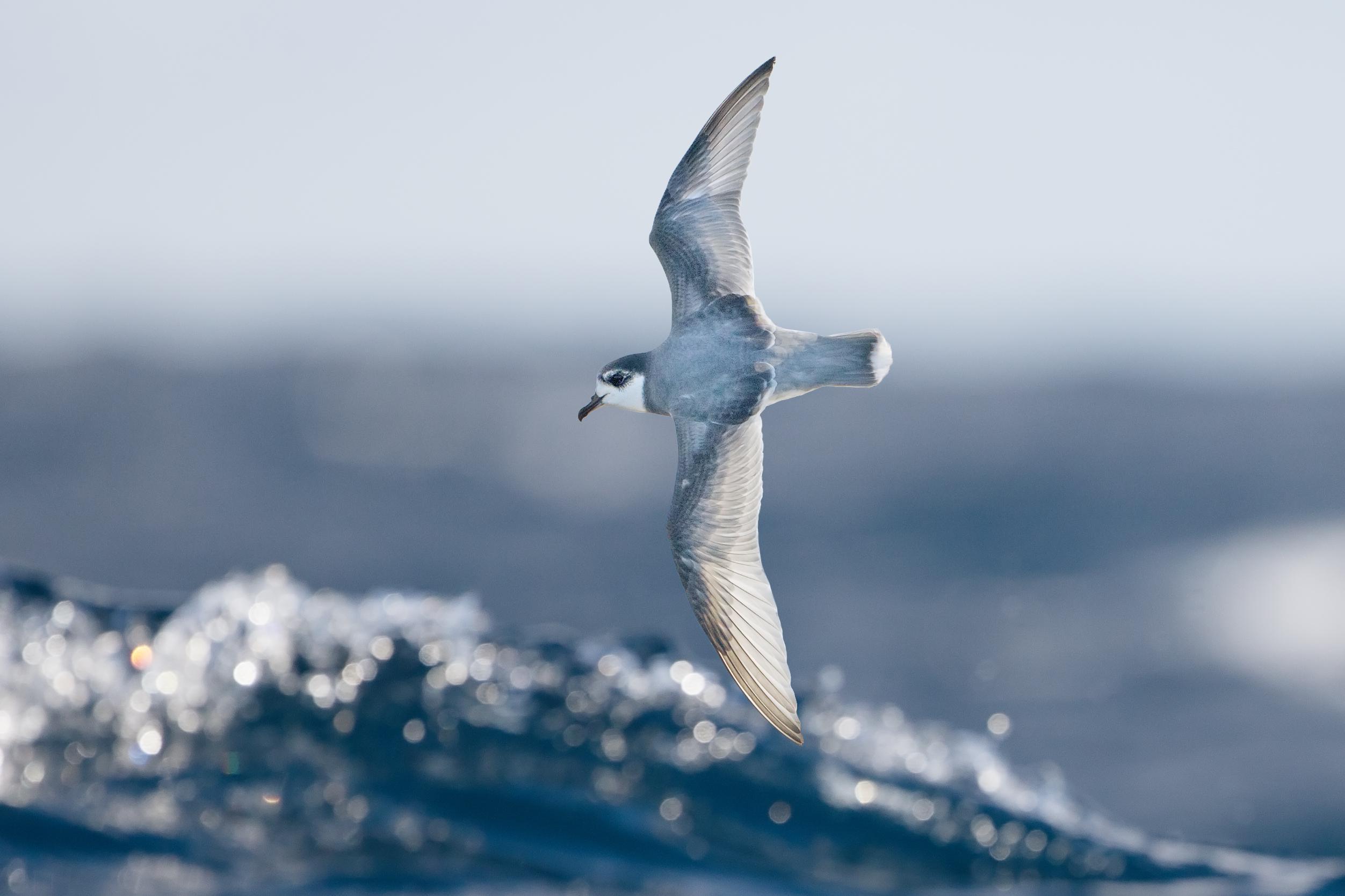 Halobaena caerulea en vuelo. Foto: John Harrison. © Regents of the University of California, Davis campus.