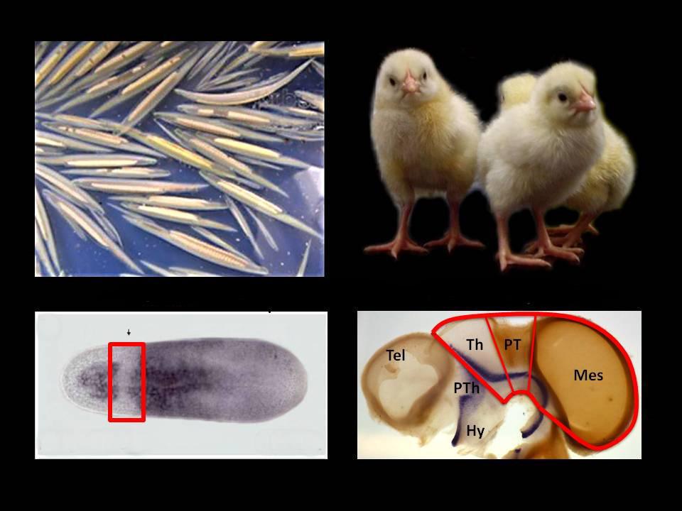 Este modelo animal tiene una posición filogenética clave en la historia del linaje evolutivo de los vertebrados. Beatriz Albuixech-Crespo et alia.