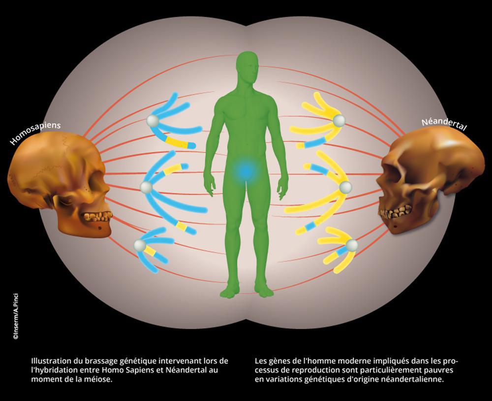 Ilustración de la mezcla genética entre neandertales y humanos modernos. INSERM, A. Pinci.