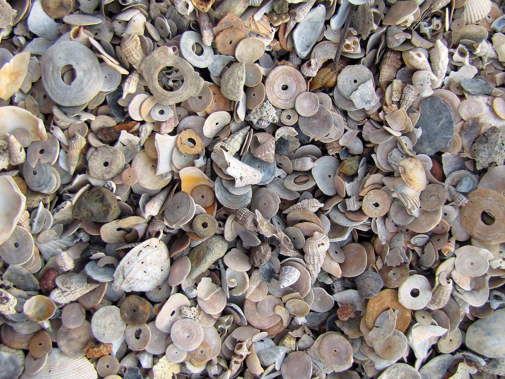 Foraminíferos bentónicos actuales (Marginopora vertebralis) - Airlie Beach (Queensland, Australia). Foto:Banco de Imágenes Geológicas 